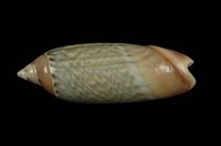 藏品(榧螺)的圖片